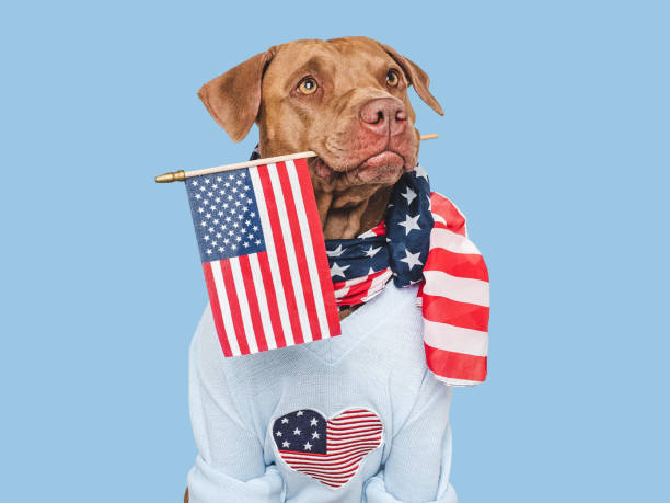 istock Cute dog and American Flag. Studio shot 2154899117