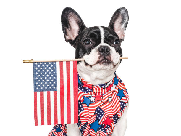 istock Cute puppy and American Flag. Studio shot 2154899212