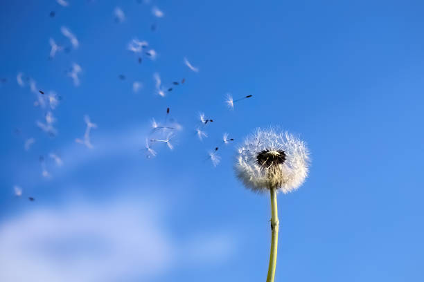 istock Dandelion Seeds Blowing in the Wind 2154899878
