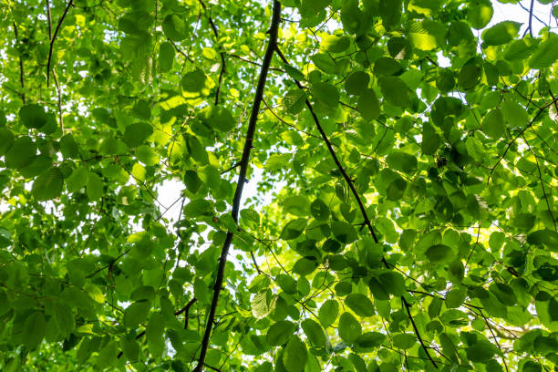 istock A green canopy of leaves 2154900193