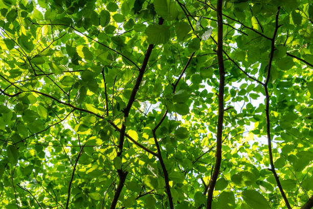 istock A green canopy of leaves 2154900203