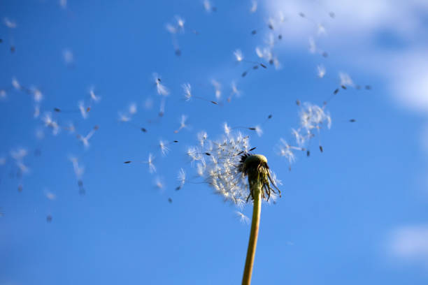 Dandelions umbrellas with water drops on white background with copy space.
