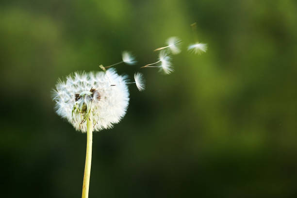 istock Dandelion Seeds Blowing in the Wind 2154900909