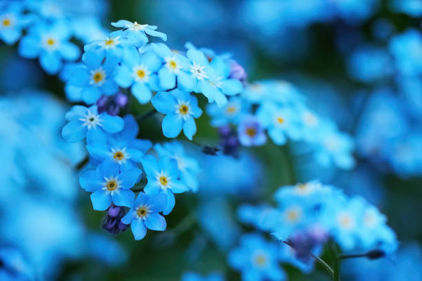 istock Serene Blue Forget-Me-Nots flowers with soft bokeh background 2154900928
