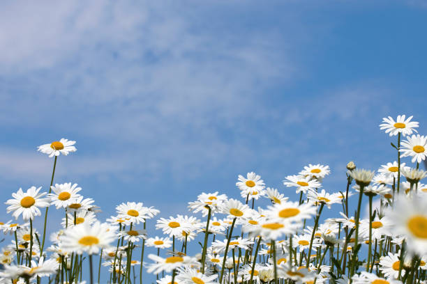 Daisy Background with Copy Space