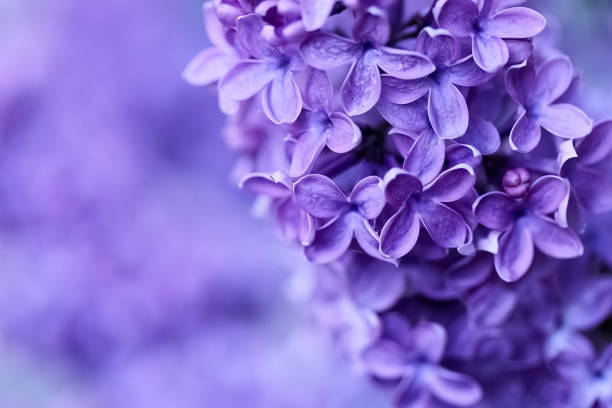 A DSLR close-up photo of Lilac blossom with beautiful defocused lights bokeh. Shallow depth of field, space for copy.