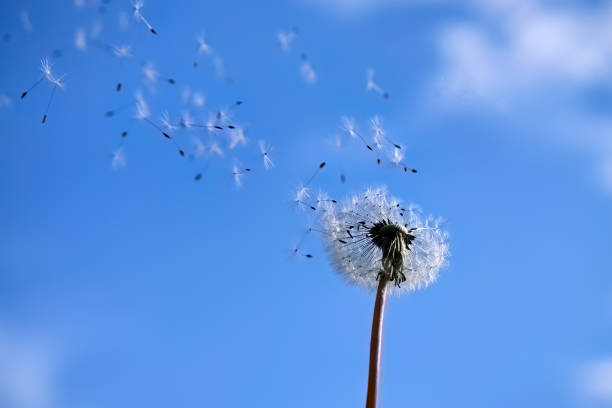 istock Dandelion Seeds Blowing in the Wind 2154901356