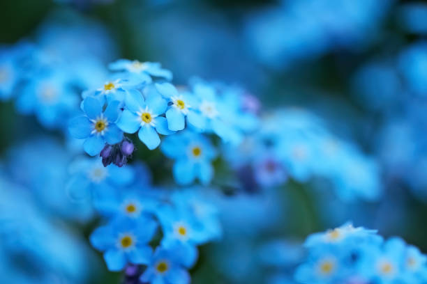 istock Serene Blue Forget-Me-Nots flowers with soft bokeh background 2154901399