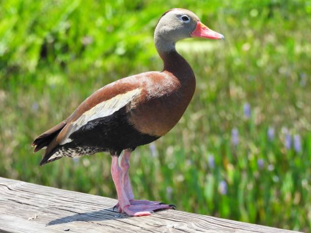 istock Black-bellied Whistling Duck (Dendrocygna autumnalis) - resting on a wood railing 2154901402