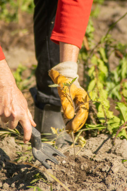 istock hands of a man working in a vegetable garden 2154902236