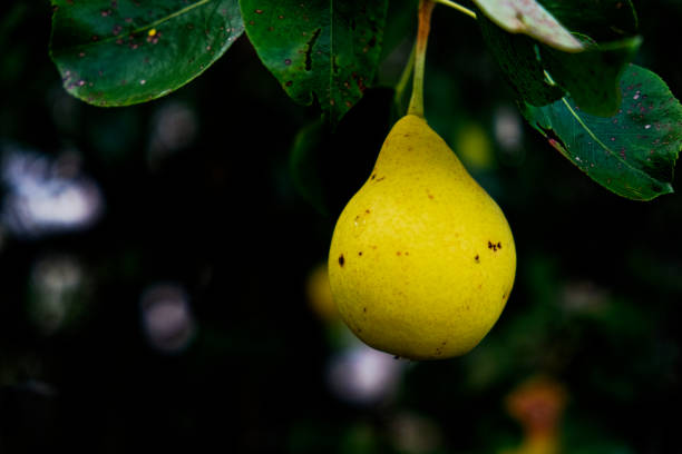 A ripe yellow pear hangs from a tree, surrounded by green leaves speckled with water droplets.
