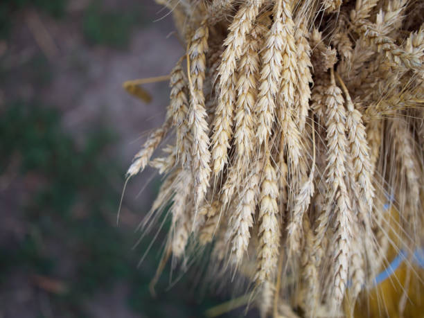 istock A sheaf of ripe wheat ears. Spikelets close-up. 2154904204