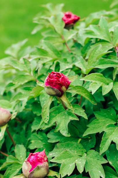 istock Pink peony flower close-up in botanical garden 2154907310