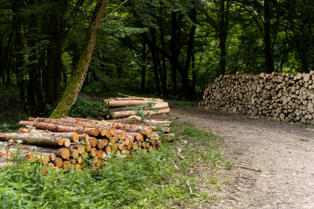 istock Woodpiles with a dirt road in the forest 2154907384