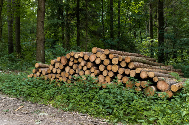 After deforestation there are lots of woodpiles in the forest.