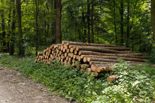 After deforestation there are lots of woodpiles in the forest.