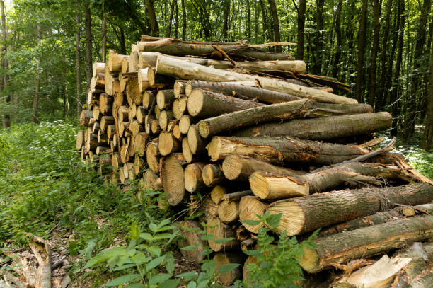 istock Woodpile with a dirt road in the forest 2154907467