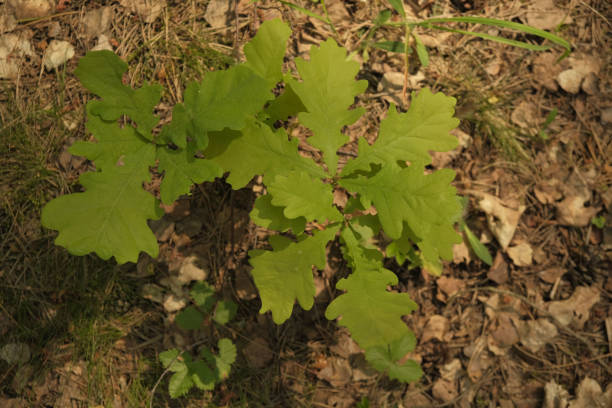 a sprout of a young green oak, top view