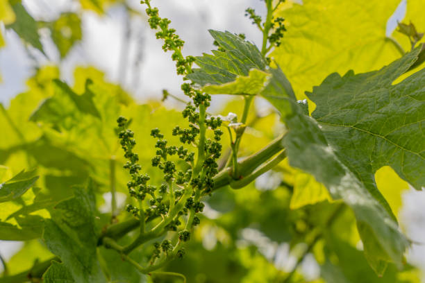 istock Young Green Grapes Growing on a Sunny Vineyard 2154908978
