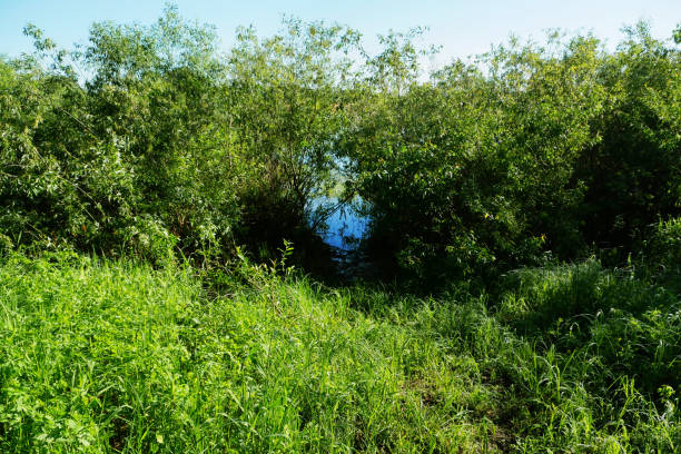 River landscape with green trees and blue sky on a sunny summer day.