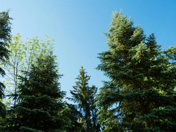 Tops of pine trees against the blue sky. Nature background.