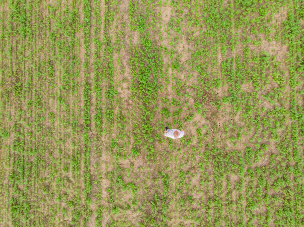istock Small business agriculture, clover 2154910117