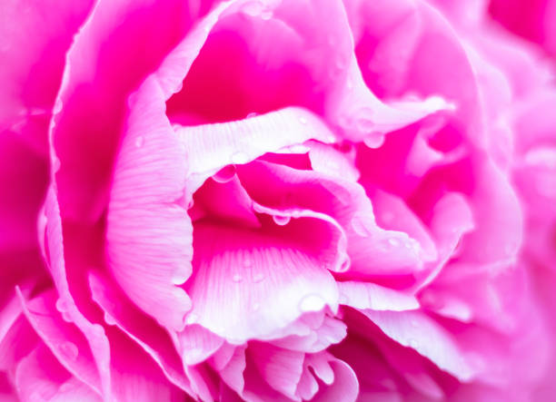 pink peony in garden