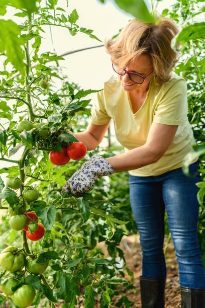 istock Woman picking ripe tomatoes 2154910903