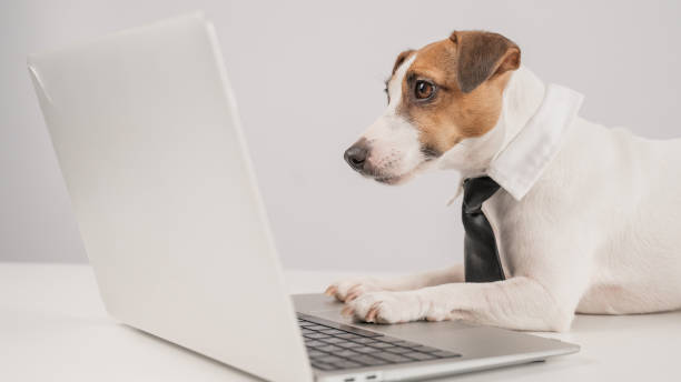 istock Jack Russell Terrier dog in a tie working on a laptop on a white background. 2154912217