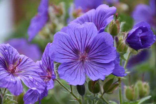 istock Purple flowers in close up 2154912324