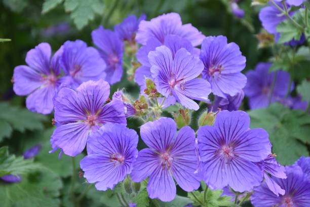 istock Purple flowers in close up 2154912335