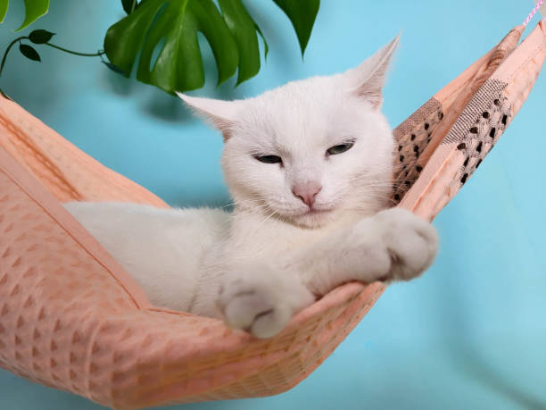 istock A cute funny white kitty is lying in a pink fabric hammock on a blue background. The concept of travel, recreation, Easter, cat care 2154912401
