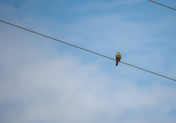 Little bird on a wire against the blue sky.