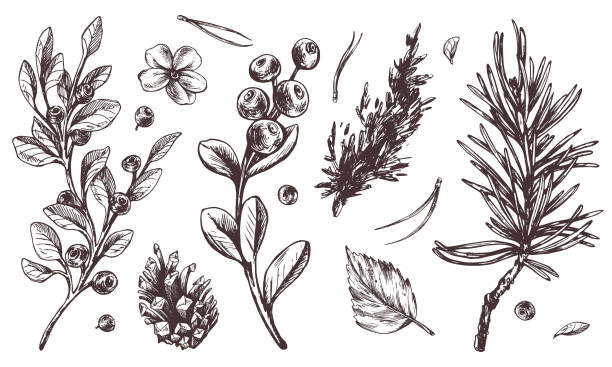 Autumn forest plants, blueberries, lingonberries, cones, leaves, pine needles, moss and grass. Graphic illustration, hand drawn with brown ink, line art monochrome. Set of elements.