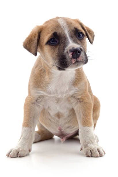 istock Brown beautiful puppy. 2154913449