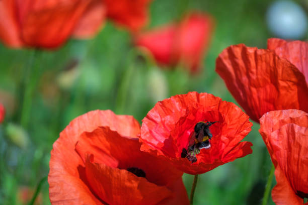 Field of wild poppies, beautiful summer rural landscape. Fresh green meadow with bright red flowers, sunny day. High quality photo