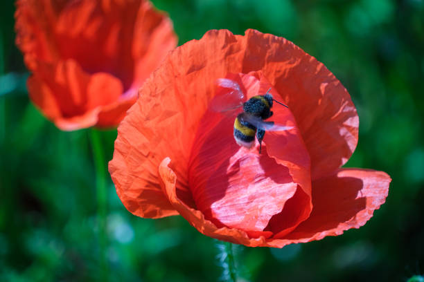 Close-up shot of a bee collecting pollen from a bright red poppy flower.