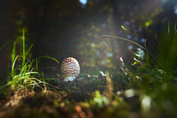 inedible fungus grows in meadows or forest of Central Europe,  Amanita muscaria