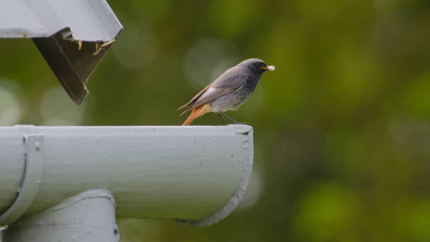istock Phoenicurus ochruros aka Black redstart male perched on the roof. 2154915582
