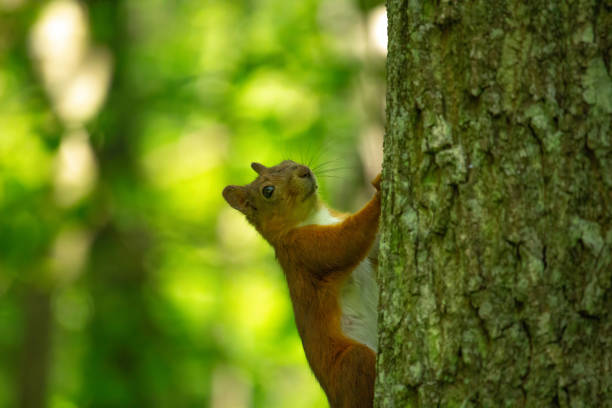 Squirrel on tree. Closeup of cute grey and red squirrel eating nut (Sciurus vulgaris). Curious squirrel with big ears and beautiful wool in forest or park. Portrait of wild red squirrel on tree trunk.