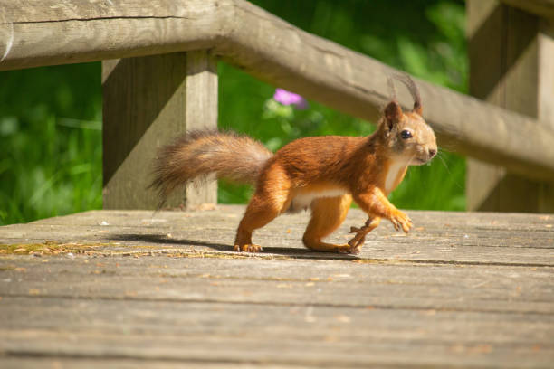 Squirrel red fur funny pets spring forest on background wild nature animal thematic (Sciurus vulgaris rodent)