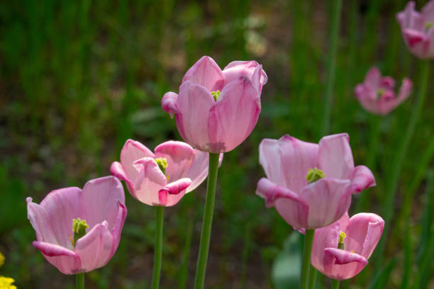 istock this is a closeup of some pink tulips. 2154916191
