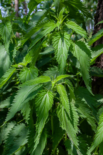 istock View of fresh nettle bushes in the natural environment 2154916357