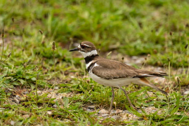 istock Killdeer at Artist Lake #2 2154917011