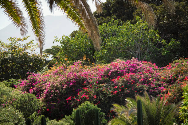 istock Tropical greenery with palm leaves, field grass in the sun light during hot summer day 2154917042