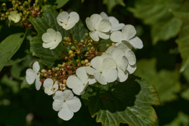 istock Viburnum blooms in the garden. 2154917308