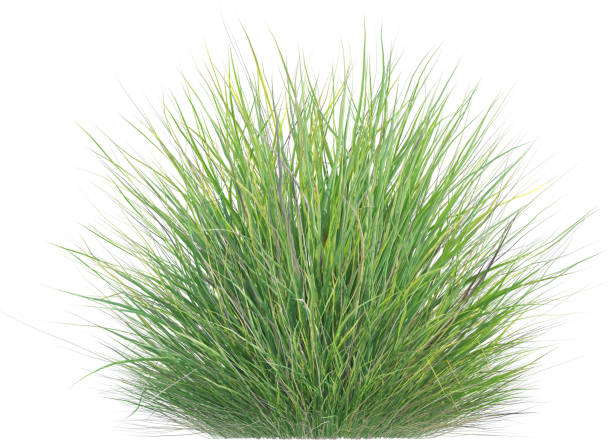 istock Side view of wild grass - Calamagrostis Arundinacea 2154917353