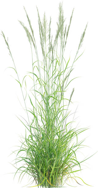 istock Side view of wild grass - Calamagrostis Arundinacea 2154917735