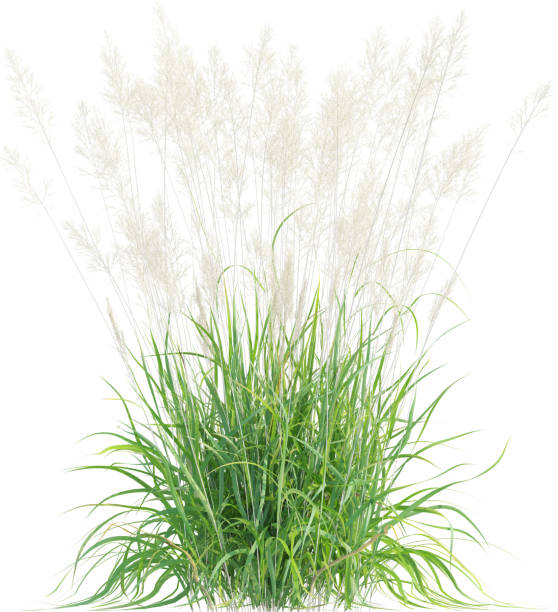 istock Side view of wild grass - Calamagrostis Arundinacea 2154917794