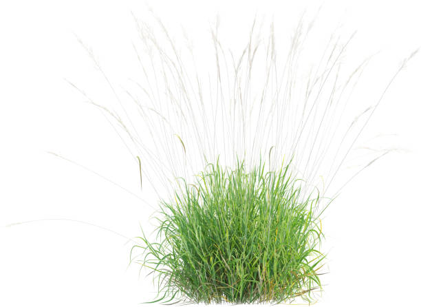 istock Side view of wild grass - Calamagrostis Arundinacea 2154917876